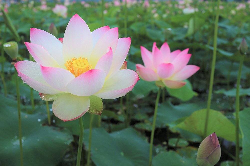 🏞️ 후지와라 궁터(후지와라쿄아토) 이미지 8